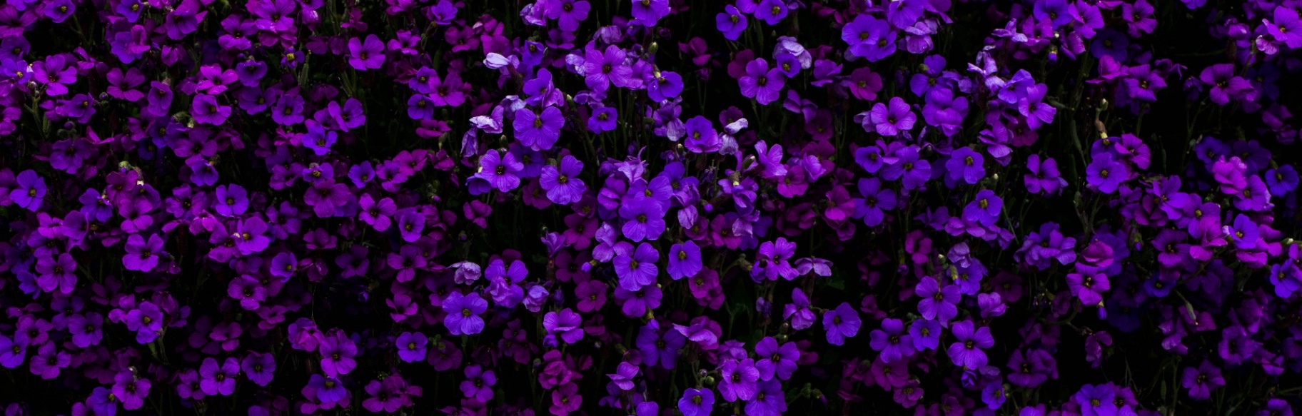 banner image